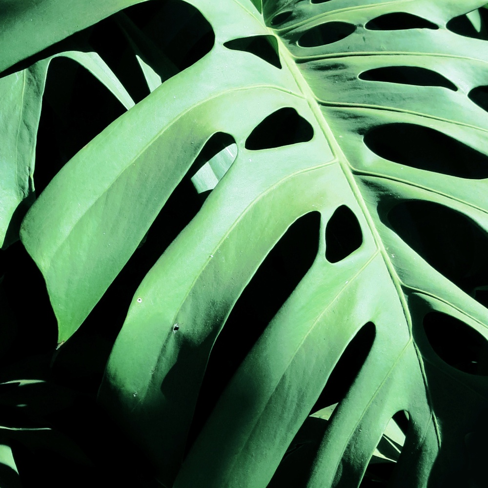Monstera Deliciosa