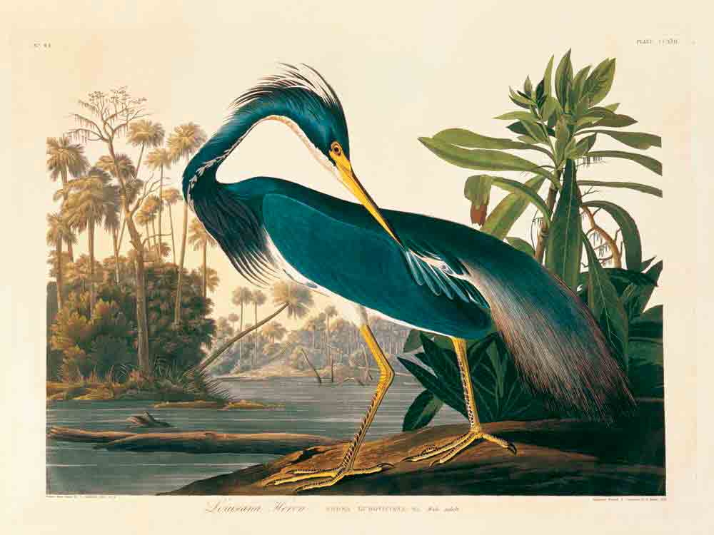 Louisiana Heron Plate 217