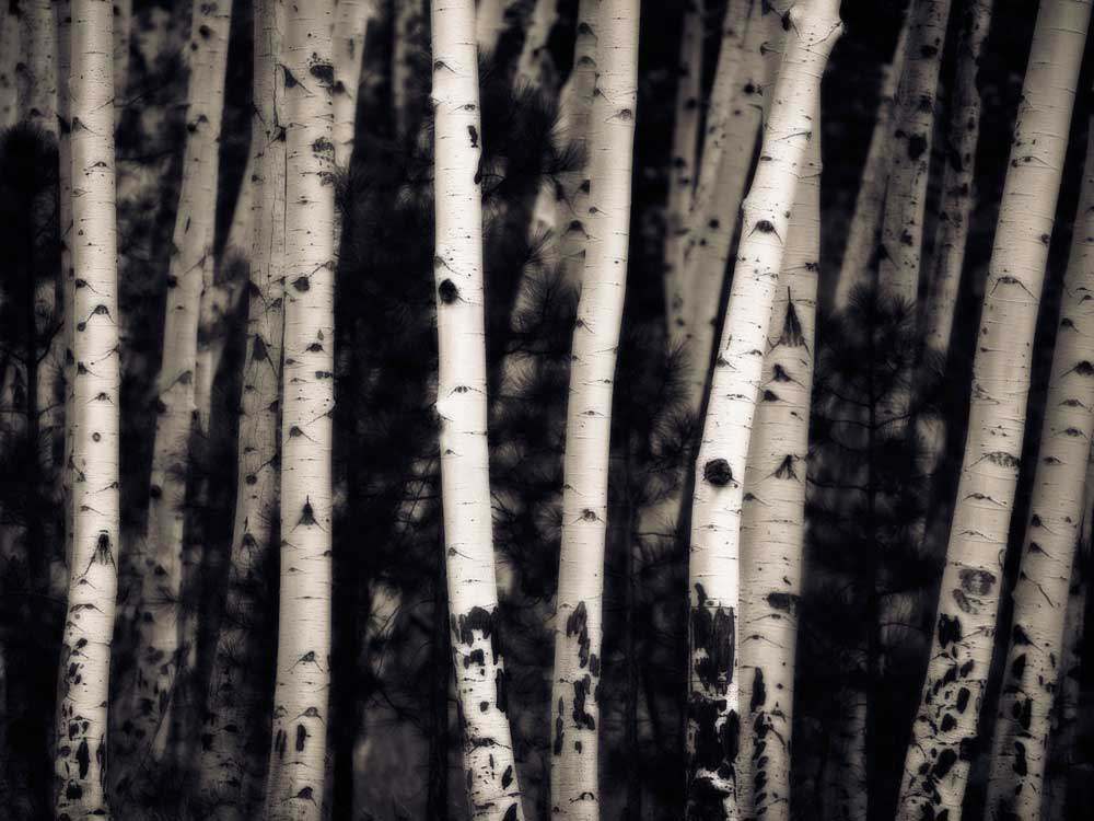 Birch Trees