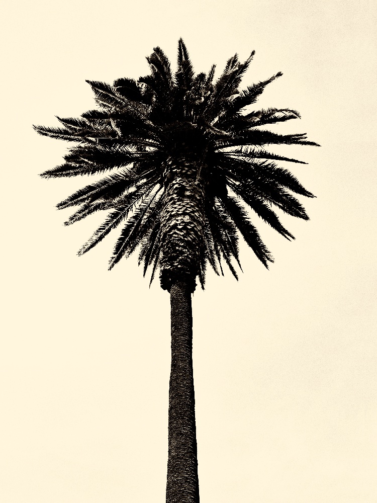 Palm Tree 1979 Tan
