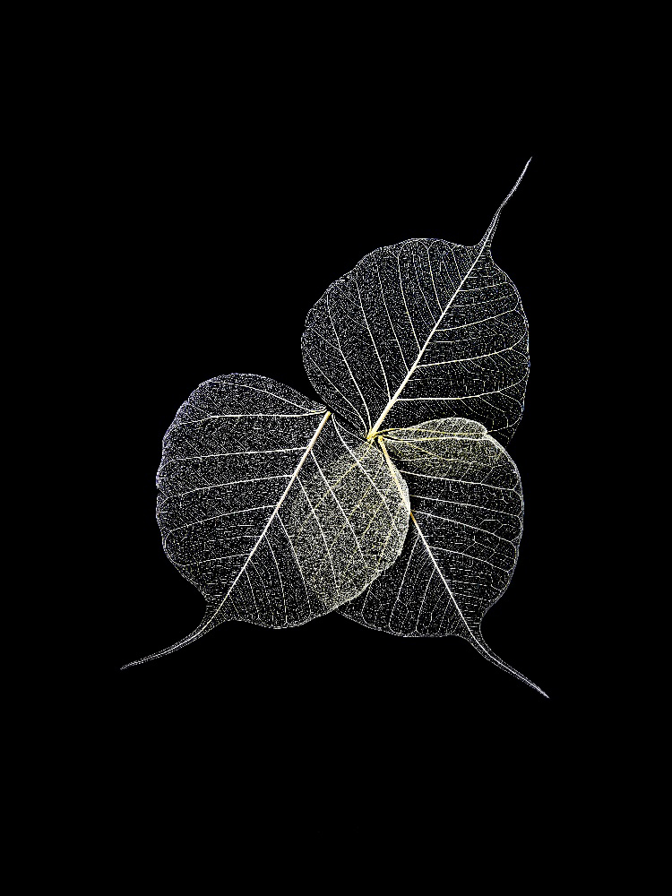 Dark Leaves